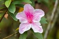 Beautiful pink George Taber Azalea flower in garden at FraserÃ¢â¬â¢s Hill, Malaysia, South east Asia